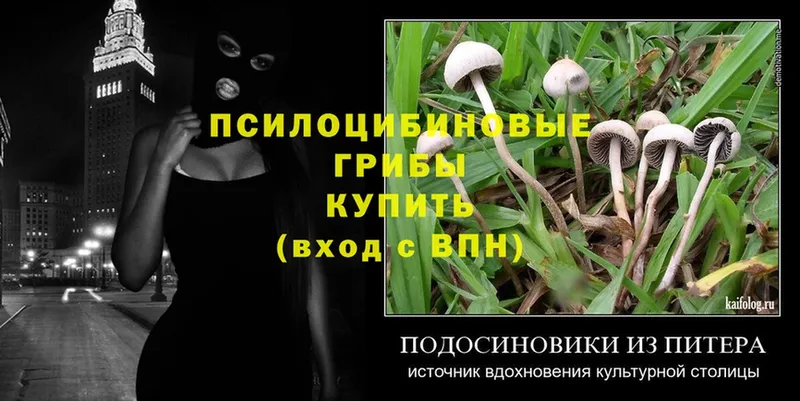 Галлюциногенные грибы Psilocybe  Починок 